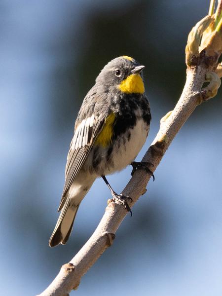 <h3><a href="/trips/Tucson_2023/biota/animalia/chordata/aves/040 passeriformes/122 parulidae/setophaga coronata/setophaga coronata-nl.html">Setophaga&nbsp;coronata</a> / Myrtle&nbsp;warbler / Mirtezanger</h3>OM-1 met OLYMPUS M.300mm F4.0, 1/2000 sec  bij F4.0, ISO 640, afstand 8.04&nbsp;m
